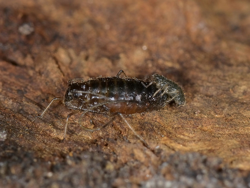 Stomaphis cfr quercus: fabbrica ad alta  riproduzione